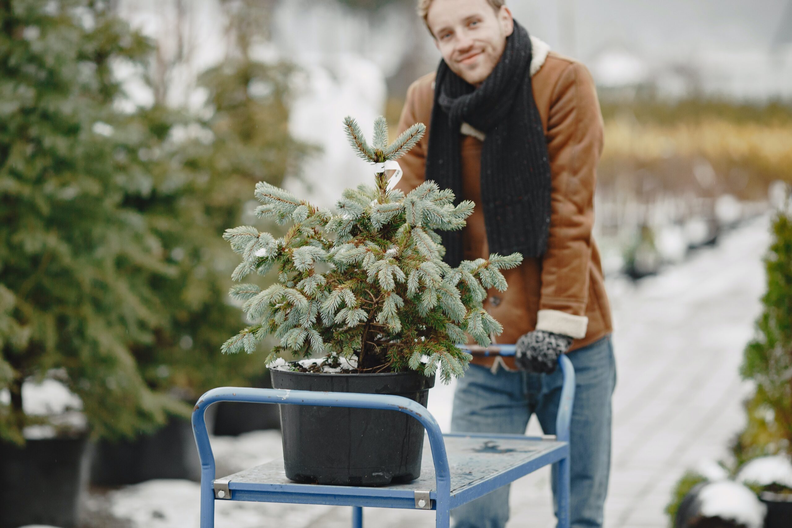 Potted Christmas trees come in all shapes in sizes. They are a lot heavier than cut trees, so buying one under 5ft is recommended for ease of movement.
